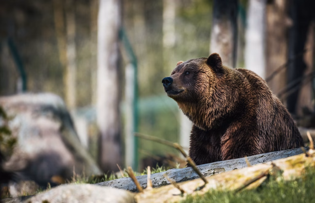 Staying Safe with Bear Spray